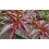 Hardy Crimson Bonfire Red leaf Patio Peach Dwarf Tree 70-100cm tall 10