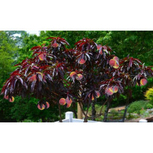 Hardy Crimson Bonfire Red leaf Patio Peach Dwarf Tree 70-100cm tall