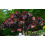 Hardy Crimson Bonfire Red leaf Patio Peach Dwarf Tree 70-100cm tall 1