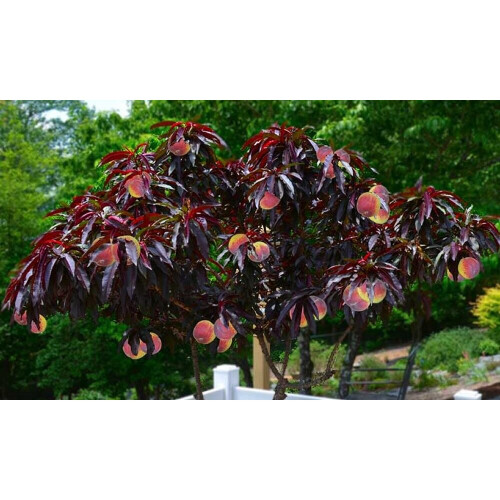 Hardy Crimson Bonfire Red leaf Patio Peach Dwarf Tree 70-100cm tall