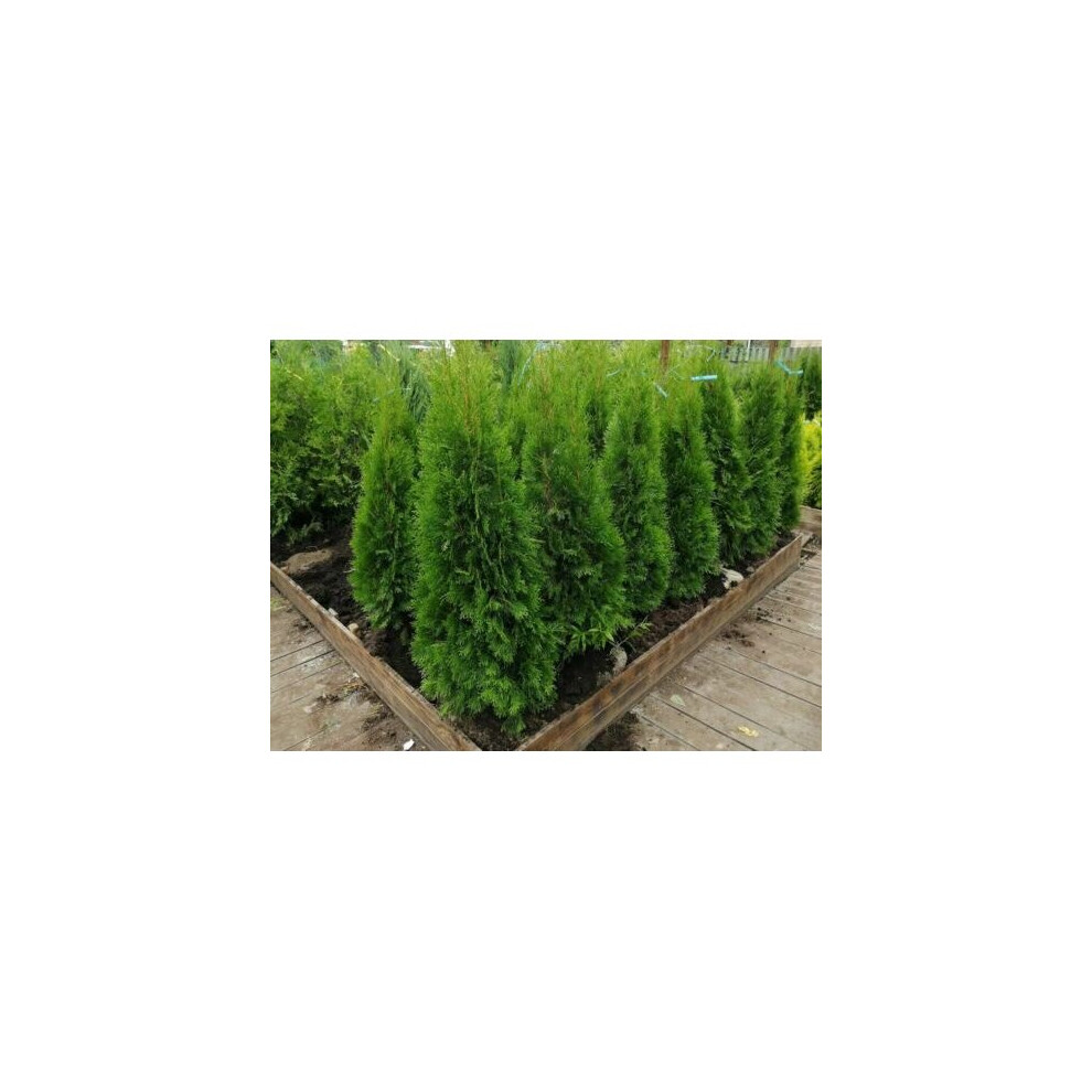 5 to 6ft Bushy Thuja occidentalis Smaragd Hedging Conifers Trees 10L pots
