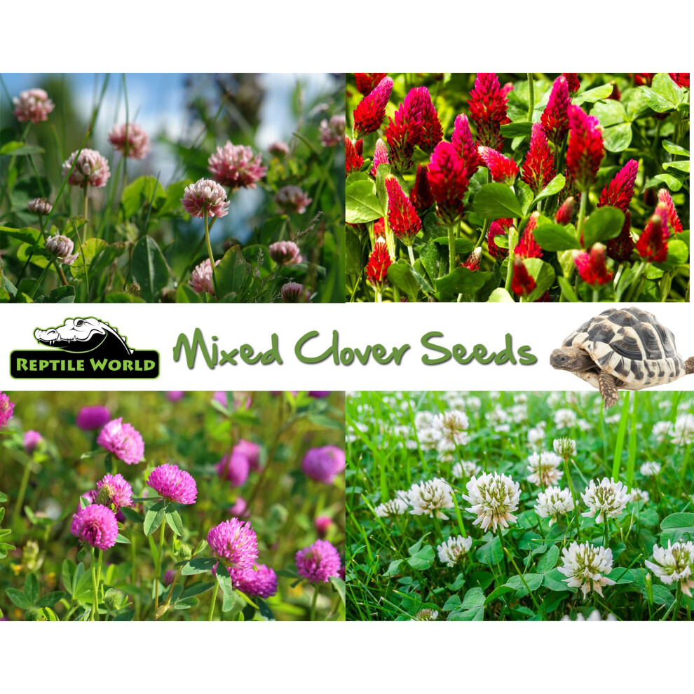 Reptile World Mixed Clover Seeds 50g - 50000 Seeds - Tortoise Food Growing Seed