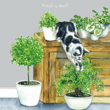 Fresh Is Best Little Dog Laughed Greeting Card Blank Inside Any Occasion