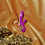 LELO (Deep Rose) LELO SORAYA Wave Luxurious Rabbit Massager 6