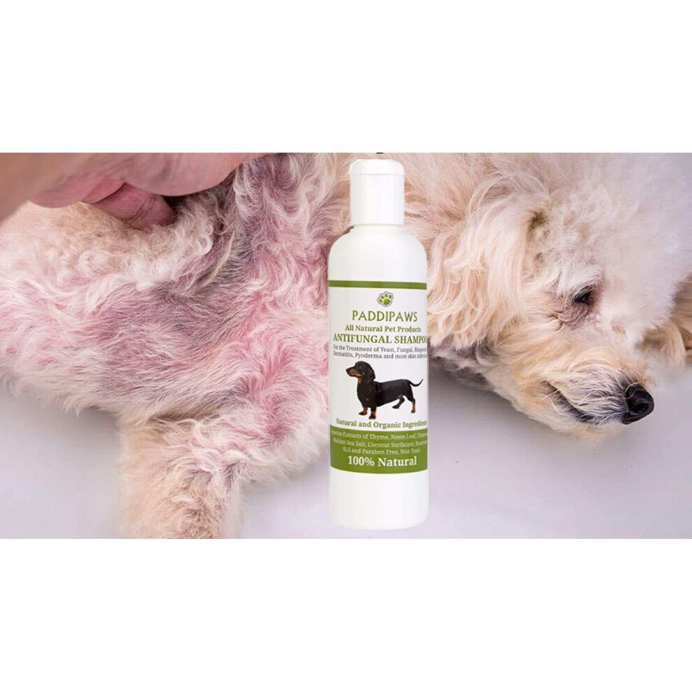 Pyoderma sales dog shampoo