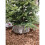 URBN Living (White) Large Christmas Xmas Rattan Wicker Base Tree Skirt 3