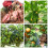 (Type) Cycocel Chlormequat Chloride Aid Fertilizer for Plant Growth 6