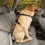 seatbelt dog 40/55 cm nylon black/grey 2