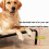 (L: 114x76x15cm) Metal Frame Dog Cot Elevated Pet Bed 3