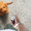 (Blue2) 6.56ft Retractable Dog Leash Anti-Slip Handle Extendable for Small and Medium Pets Walking 17