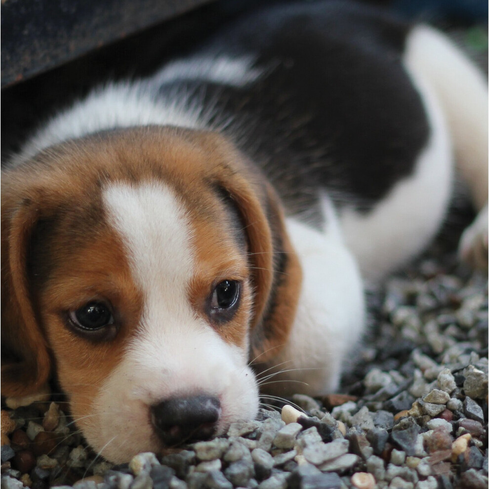 Beagle Puppy Blank Any Occasion Greeting Card Second Nature Gallery Cards
