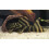 hideous cave catfish 20 x 6 cm ceramic brown 2