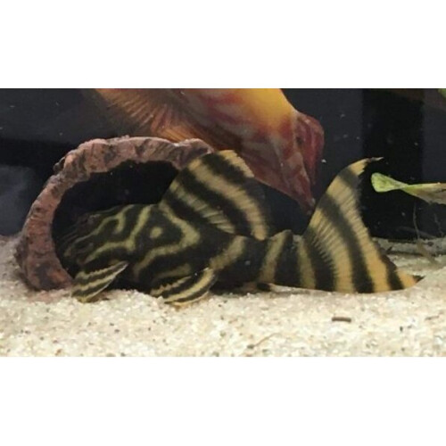 hideous cave catfish 20 x 6 cm ceramic brown 1