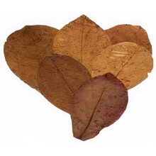 leaves Catappa M vegetable brown 15 pieces
