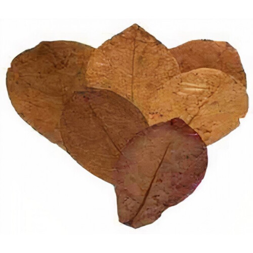 leaves Catappa M vegetable brown 15 pieces
