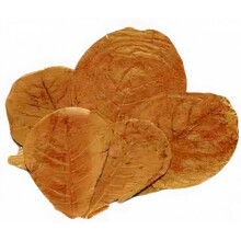 leaves Catappa XL vegetable brown 25 pieces