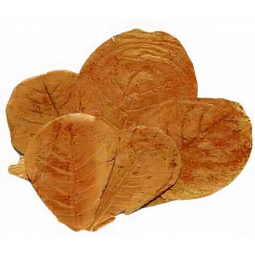 leaves Catappa XL vegetable brown 25 pieces