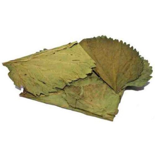leaves Mulberry vegetable green 10 pieces