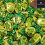 Walker's Nonsuch Banana Split Eclairs 907g 2