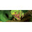 Exo Terra Bendable Moss Vine, Large 3