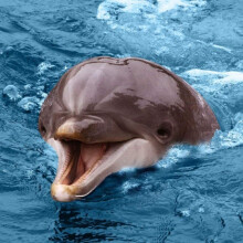 Bottlenosed Dolphin Greeting Card with SOUND. Animal noise plays when you open this card. Blank on the inside making it perfect...