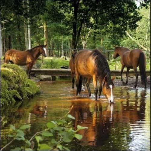 Woodmansterne National Trust Dockens Water Greeting Card