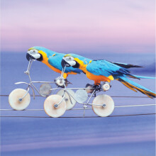 Parrots On Bikes  Blank Any Occasion Greeting Card Second Nature Gallery Cards