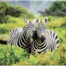 Zebra's Nuzzling Blank Photo Greeting Card SNL Gallery Photographic Cards