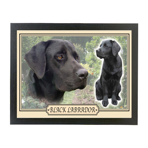 Black Labrador Dog Breed Framed Picture Gift