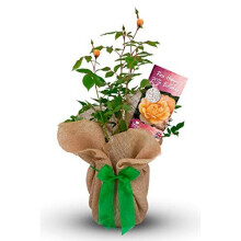 Rose 'Happy 70th Birthday' - Rose Gift Wrapped with Huge Bow