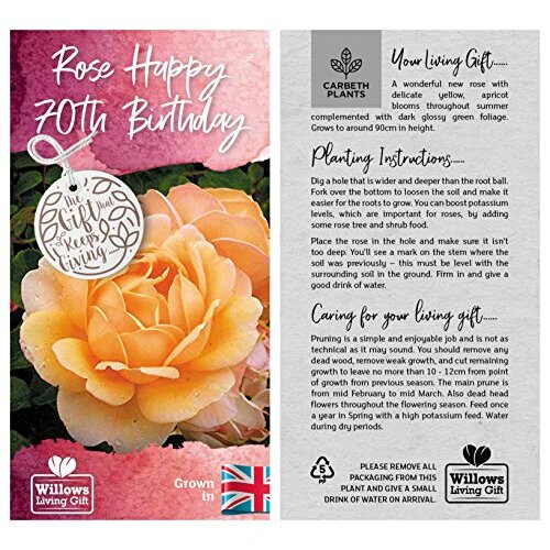 Rose 'Happy 70th Birthday' - Rose Gift Wrapped with Huge Bow 1
