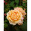 Rose 'Happy 70th Birthday' - Rose Gift Wrapped with Huge Bow 3