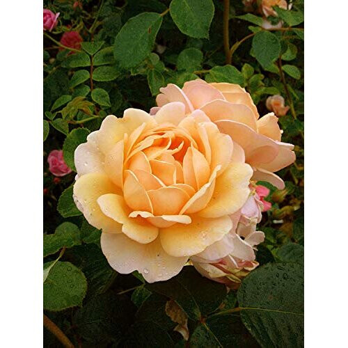 Rose 'Happy 70th Birthday' - Rose Gift Wrapped with Huge Bow 2