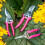 RHS Florabrite Fluorescent Bypass Secateurs - Pink 4