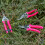 RHS Florabrite Fluorescent Bypass Secateurs - Pink 5