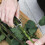 Burgon & Ball Thorn Stripper 4