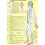 Symptomatic Acupuncture Points -- A4 1