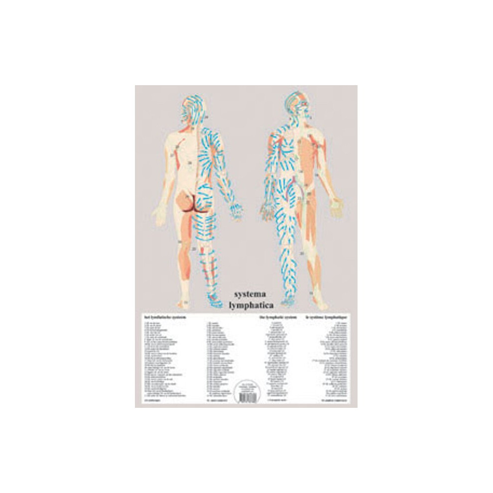 Systema Lymphatica -- A2