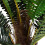 Living And Home 90CM Realistic Artificial Palm Tree with Pot 4