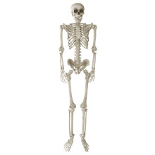 Poseable Life-Size Skeleton Halloween Decoration - 170cm