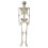 Poseable Life-Size Skeleton Halloween Decoration - 170cm 1