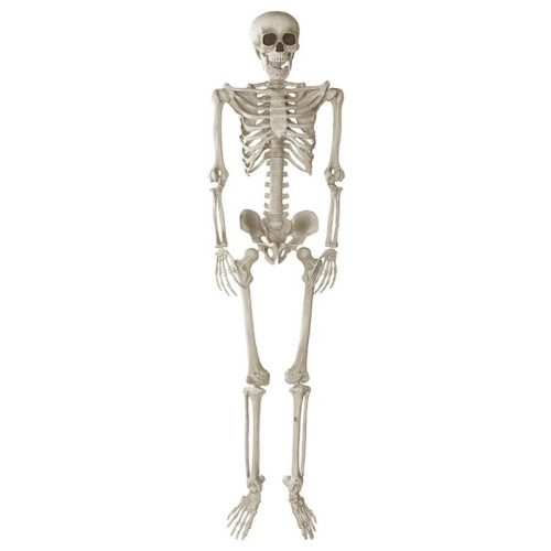 Poseable Life-Size Skeleton Halloween Decoration - 170cm