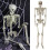 Poseable Life-Size Skeleton Halloween Decoration - 170cm 3