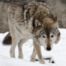 Wolf Greeting Card with SOUND. Animal noise plays when you open this card. Blank on the inside making it perfect for many...