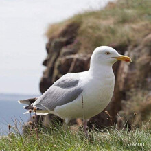 Seagull greeting card which play seagull noise when opened. Blank on the inside for any occasion. Manilla envelope included....