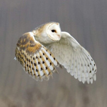 Barn Owl Greeting Card with SOUND. The beautiful barn owl photographed in flight and combined with its noise to make a unique...