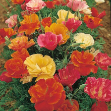PREMIER SEEDS DIRECT - California Poppy - Mission Bells- 2000 Flower Seeds