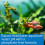 API pH UP Freshwater Aquarium Water pH Raising Solution 118 ml Bottle 4