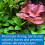 API LEAF ZONE Freshwater Aquarium Plant Fertilizer 473 ml Bottle 5