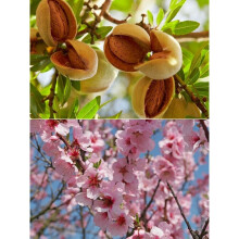 Patio Sweet Almond Tree Prunus dulcis Highly Ornamental & Fruit Plant